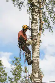 tree branch removal service