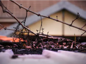 tree damaging roof