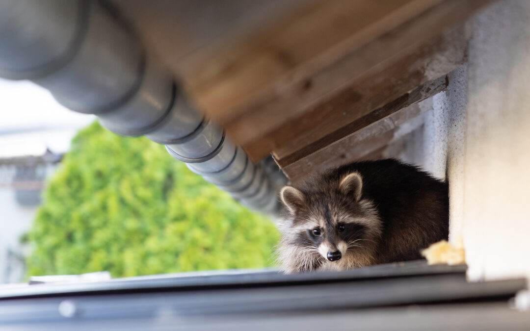 How to Protect Against Animal Roof Damage