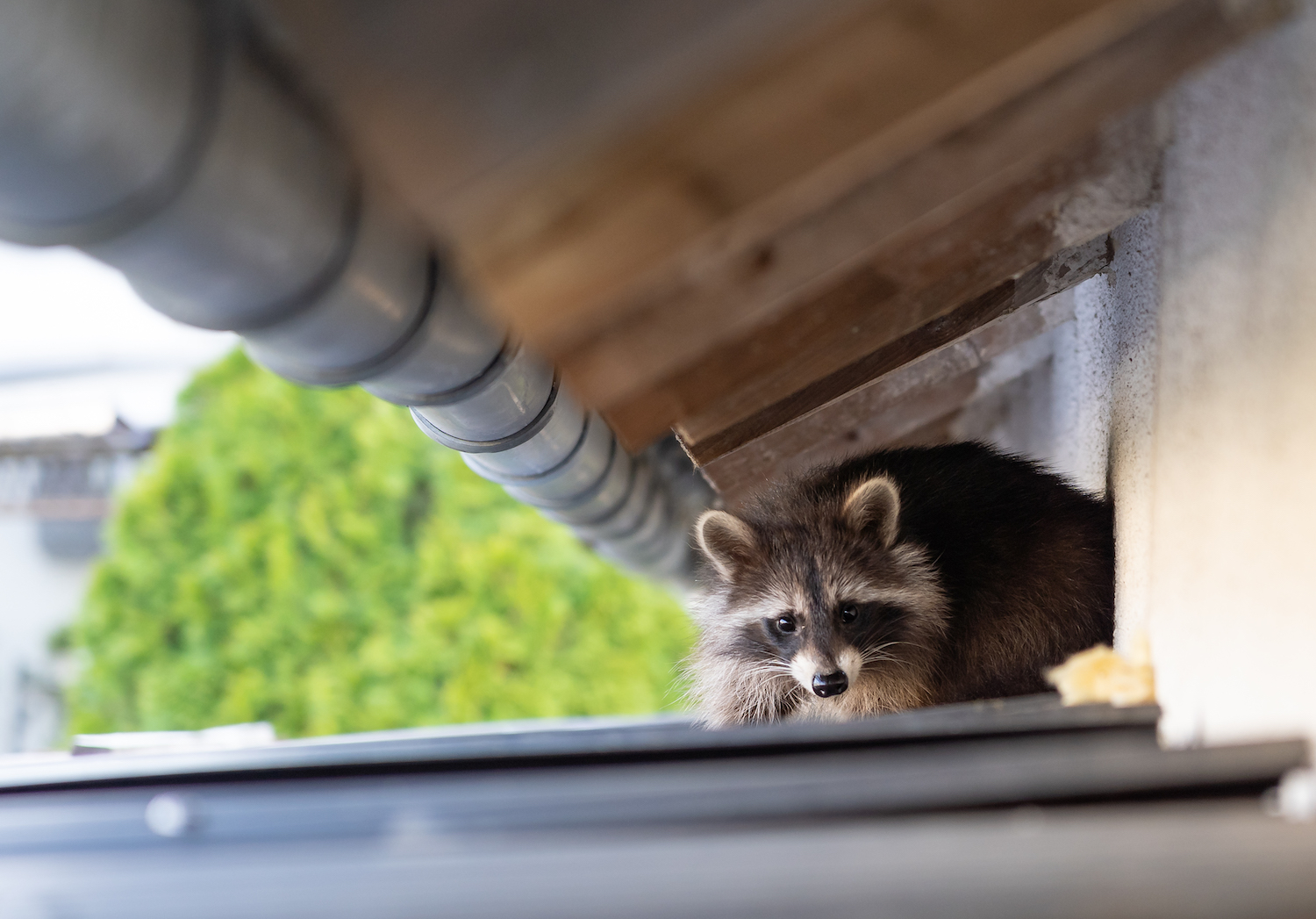 How to Protect Against Animal Roof Damage | Greatway Roofing